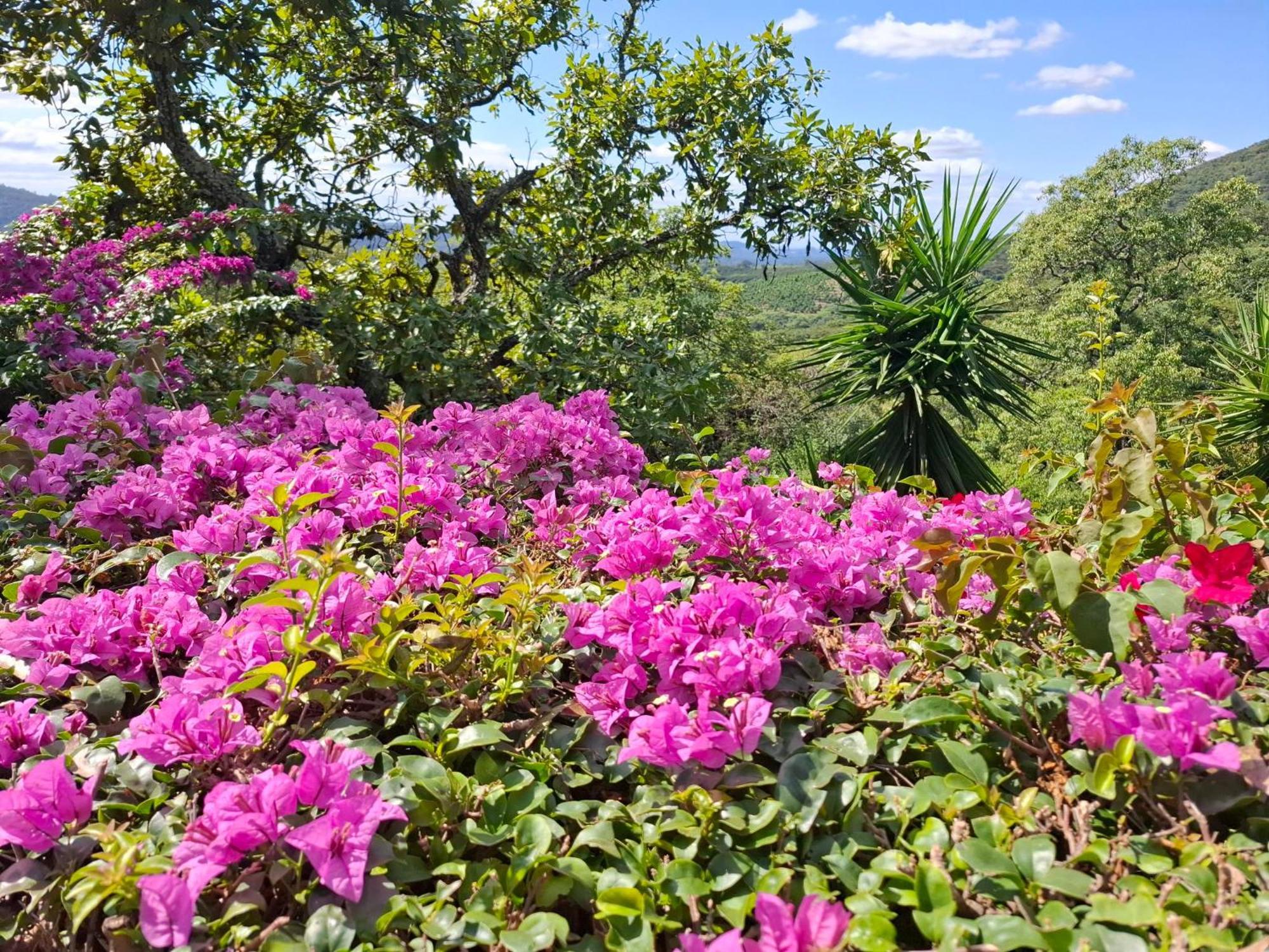 Chestnut Country Lodge 雾观 外观 照片